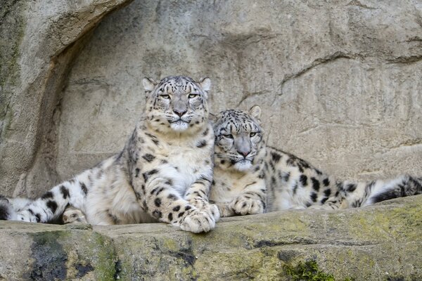 Nel mondo animale-leopardo delle nevi