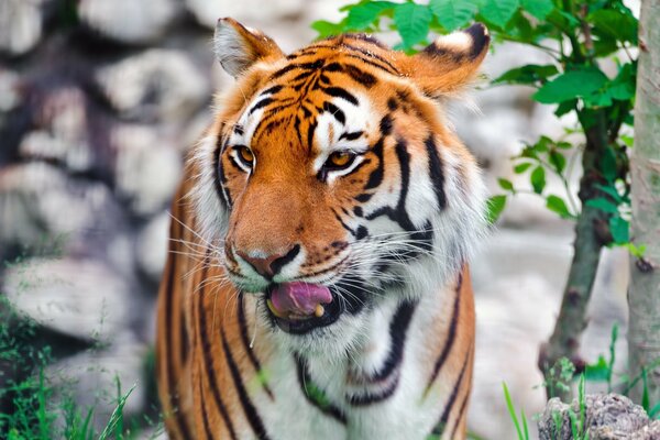 Tigre de Amur en el fondo de la naturaleza