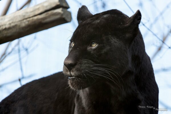 Gatto selvatico nero, pantera