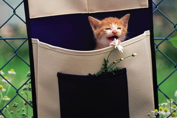 Kätzchen in der Handtasche spielt mit Gänseblümchen