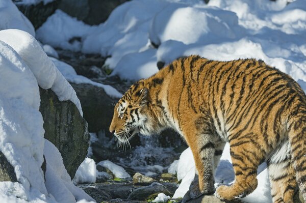 A tiger walks in a winter cave