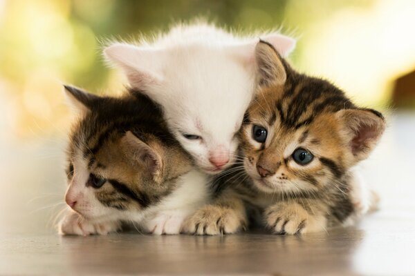 Kittens: three colorful merry men