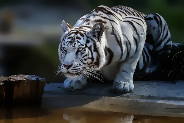 Tigre bianca seduta in agguato