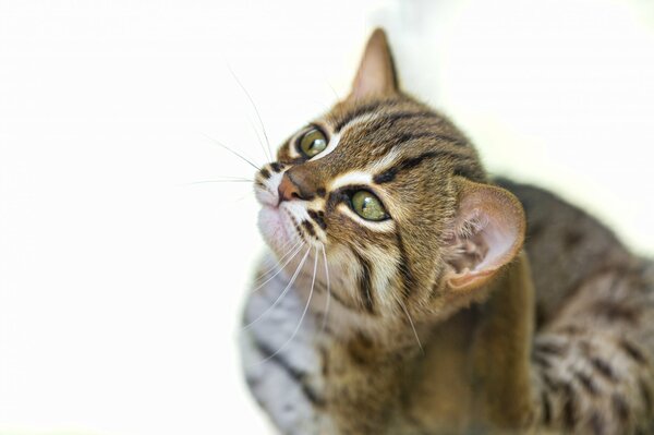 The muzzle of a spotted cat, cats