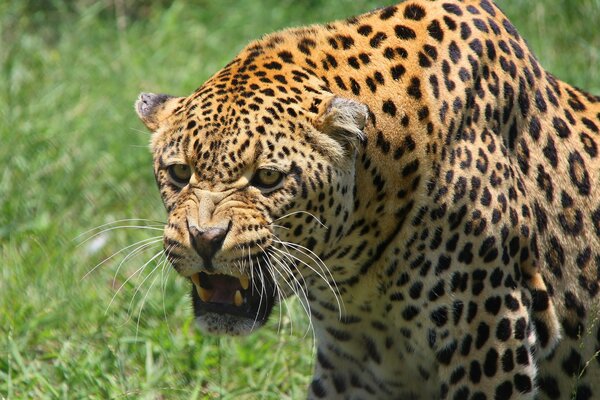 Ein Leopard borstet und umzäunt auf einer grünen Wiese