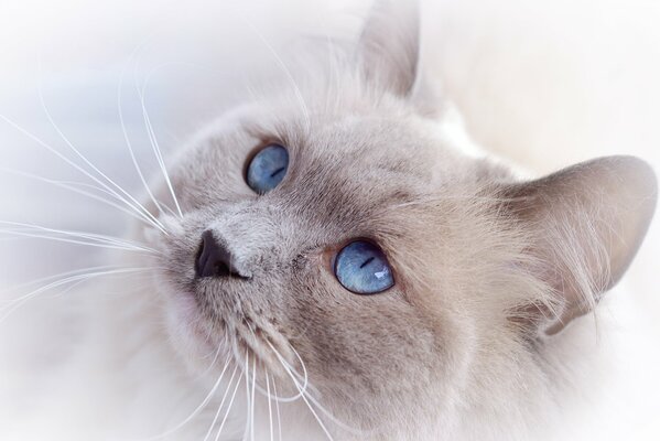 Heavenly beautiful eyes of a cat