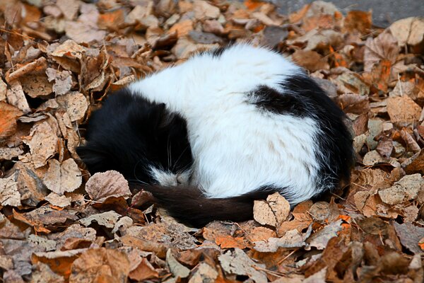 Котенок вна осенних листьях спит