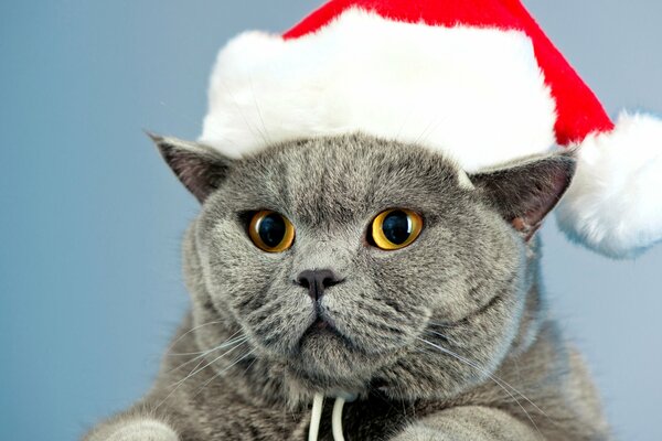 Gato gris con sombrero de Navidad