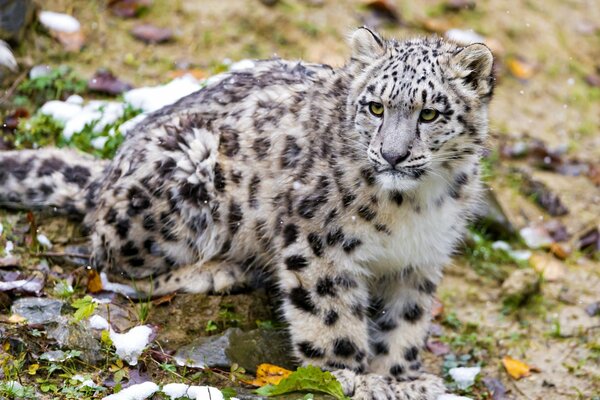 Lindo leopardo de las Nieves en el regazo de la naturaleza