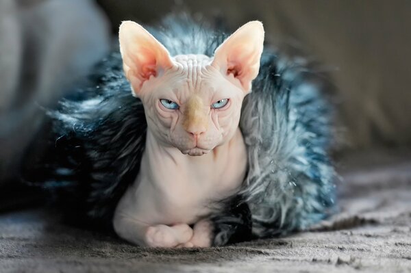 A hairless cat with blue eyes lies rolled up in fur