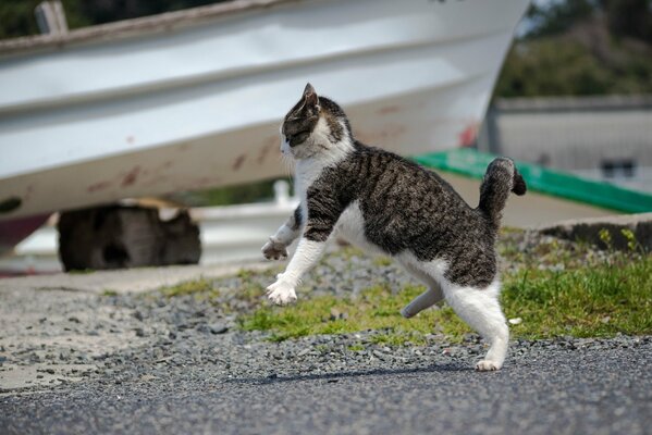 Attacchi di gatto bianco e nero a strisce