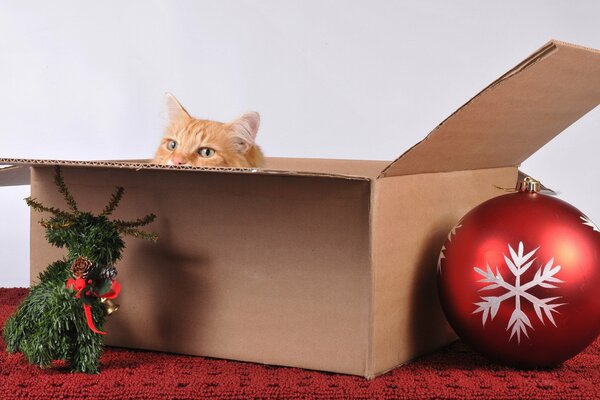 A cat in a box with a Christmas ball