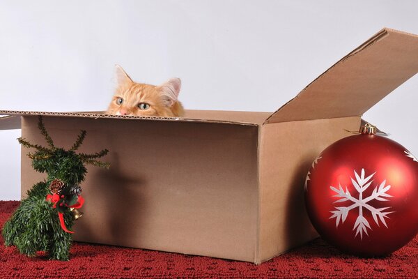 Gato en una Caja con una bola de Navidad