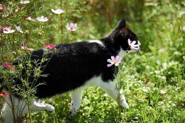 A black and white cat went for a walk