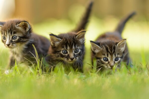 Gatitos grises en el bosque