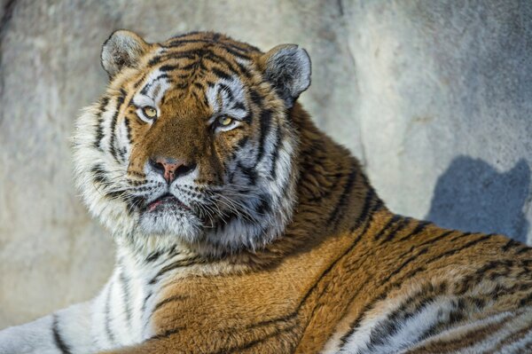Retrato del tigre de Amur vista del depredador @tambako the jaguar