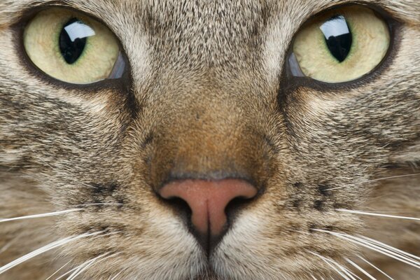 El hocico de un gato con ojos verdes