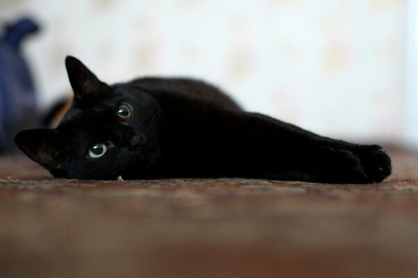 Black cat with white mustache in bliss