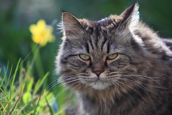 Unzufrieden mit dem Schnickschnack einer zotteligen Katze, die im Gras jagt