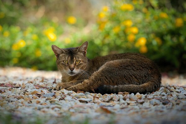 The cat rests on the rocks in the summer