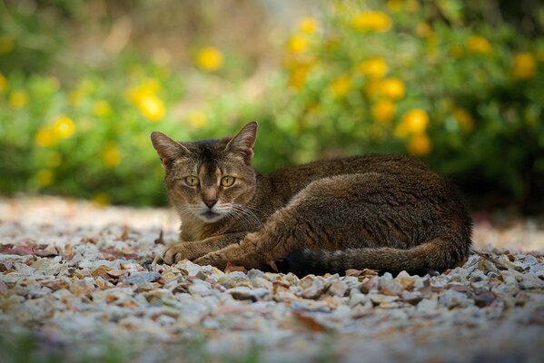El gato descansa sobre las rocas en verano