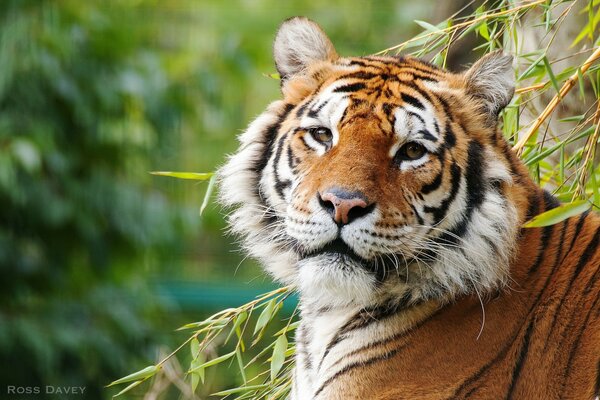 Hübscher Tiger sieht im Profil aus