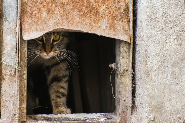 Katze späht aus dem Keller