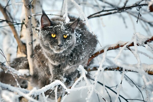 Gatto sullo sfondo di una fiaba invernale