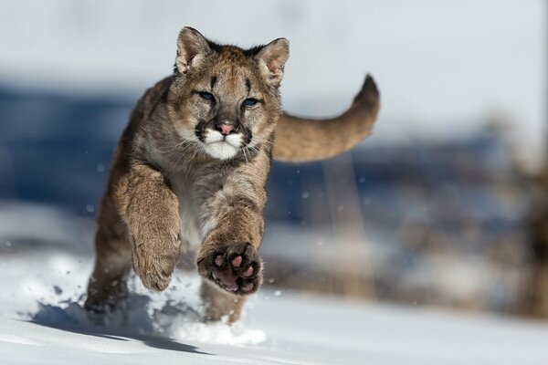 Pumas saltando en la nieve espesa