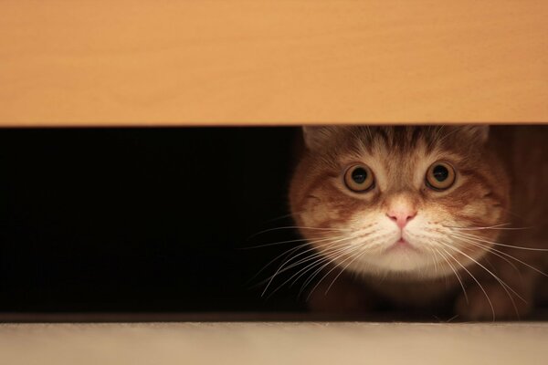 A cat with a long mustache. Sitting on the floor with a hunting look