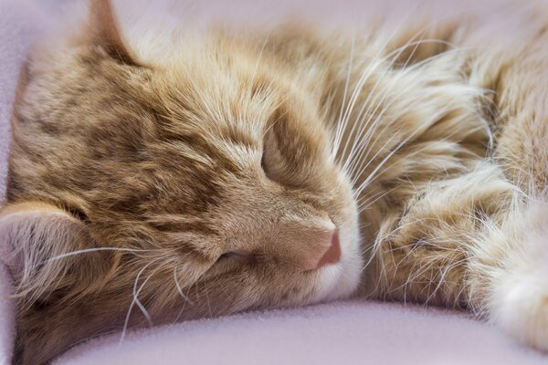 Il gatto rosso miagolava parecchio e dormiva costantemente