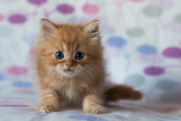 Petit chaton roux sur fond flou