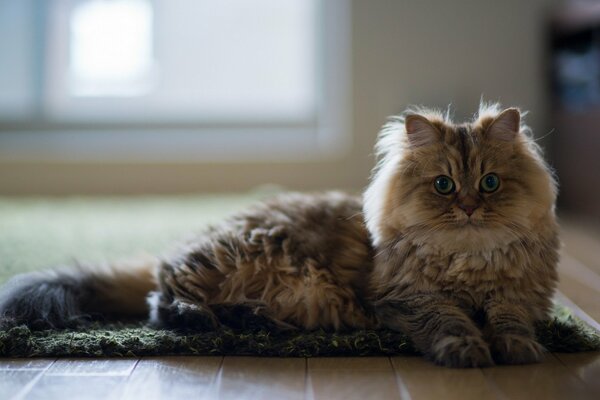 Katze im Hintergrund im Haus