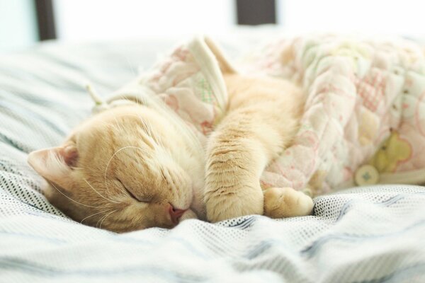 Beige gato británico durmiendo en la cama