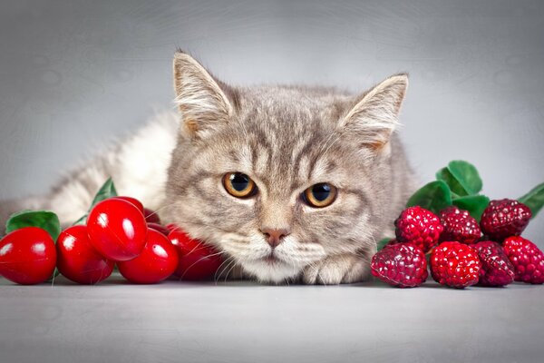 Il gatto guarda e si trova in posa