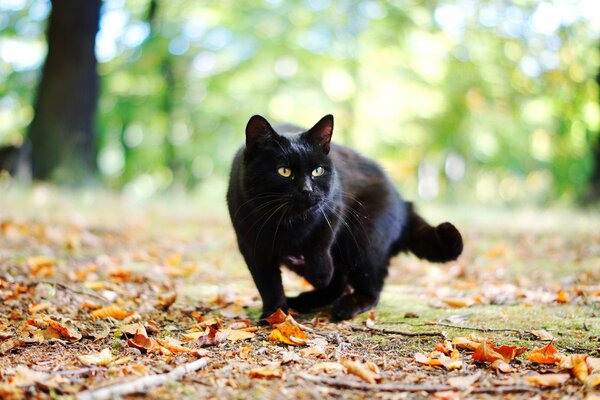 Gato negro en follaje de otoño