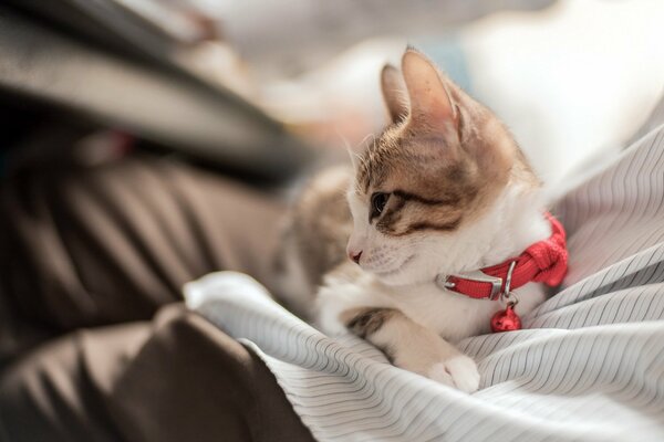 Domestic cat with a red bow