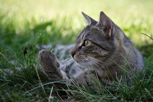 Gato gris yace en la hierba