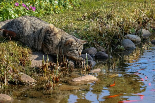 Szary kot na brzegu rzeki