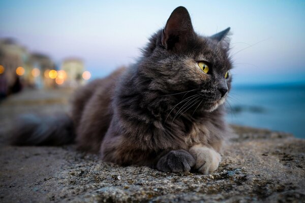 Die Katze liegt am Meer