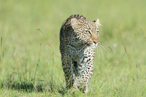 Un léopard prédateur court sur l herbe