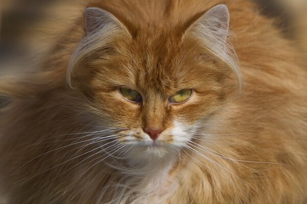 Mirada malvada del gato rojo