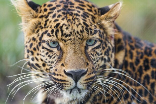 The leopard has a bright color and long mustache