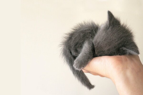 Una miga gris duerme en la palma de su mano sobre un fondo blanco