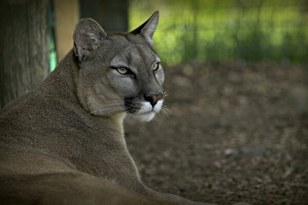 Cougar en vacaciones después de la caza