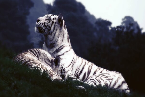 La tigre bianca guarda in lontananza