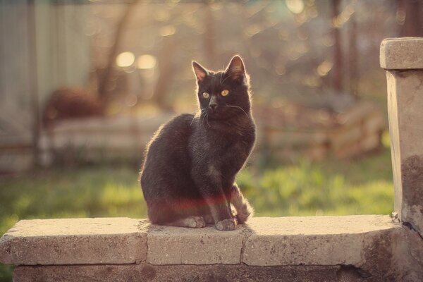 Блики и свет падающие на кота, который сидит на стене