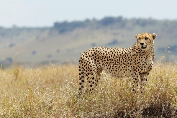 Gepard in freier Wildbahn