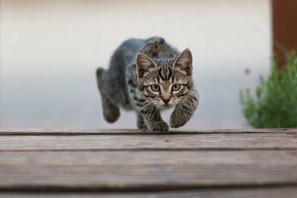 A little kitten is hunting on the street