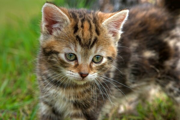 Chaton comme un tigre avec une couleur inhabituelle